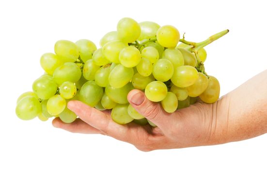 Bright grapes lying in hand isolated on white background