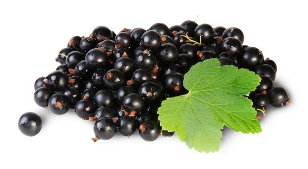 Bunch Of Black Currant With Leaf Rotated Isolated On White Background