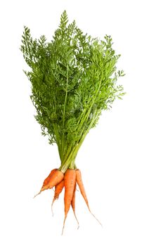 Bunch Of Fresh Carrots With Green Tops Isolated On White Background