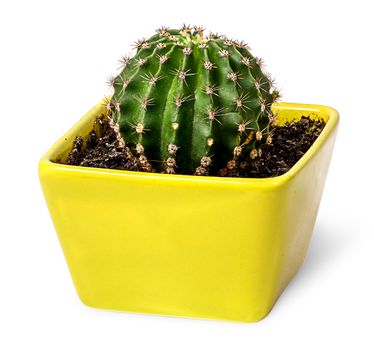 Cactus in the yellow flowerpot top view isolated on white background