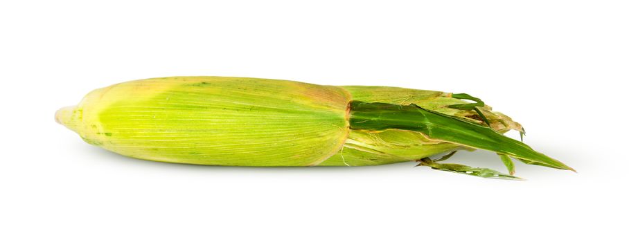 Crude ripe ear of corn isolated on white background