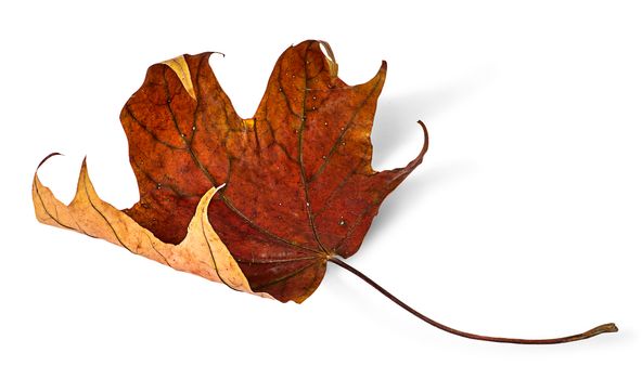 Dry maple leaf with curled edges isolated on white background