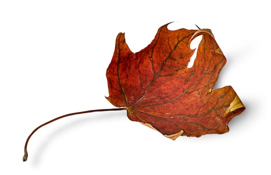 Dry maple leaf with curled edges horizontally isolated on white background