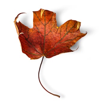 Dry maple leaf with curled edges vertically isolated on white background