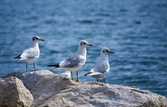 ThreebBlack-headed gulls, chroicocephalus ridibundus, standing on a rock near the sea