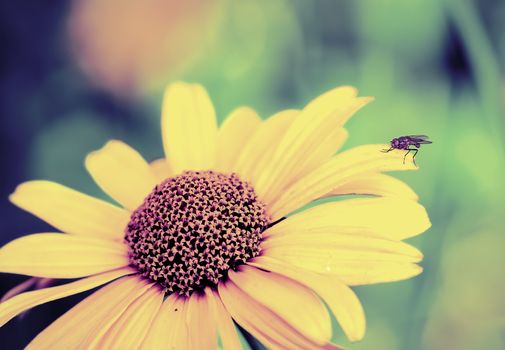 Vintage photo fly on a yellow flower