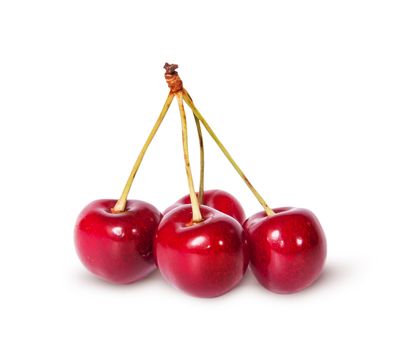 Four red ripe sweet cherries on one branch isolated on white background