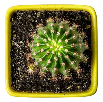 Green cactus in the yellow flowerpot top view isolated on white background
