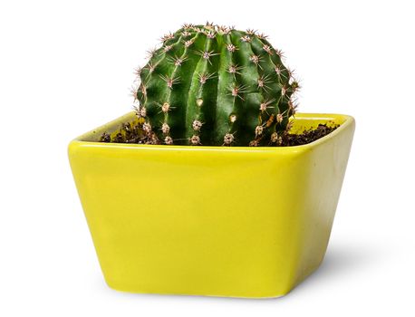 Green cactus in the yellow flowerpot isolated on white background