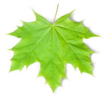 Green Maple Leaf Isolated On White Background 