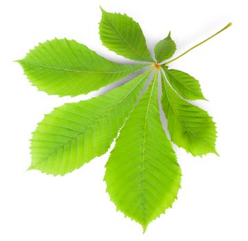 Green Leaf Chestnut Isolated On White Background