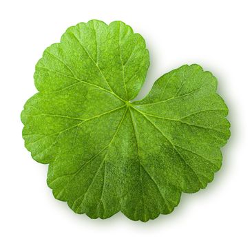 Green juicy leaf geranium top view isolated on white background