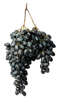 Hangs down a bunch of dark grapes isolated on white background