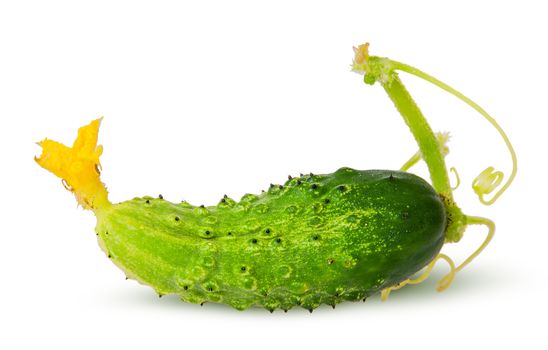 Juicy green cucumber with stem isolated on white background