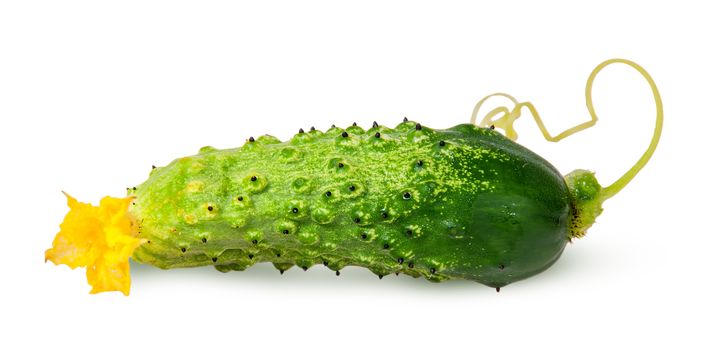 Juicy green cucumber with stem flipped isolated on white background