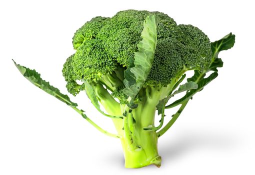 Large inflorescences of fresh broccoli with leaves isolated on white background