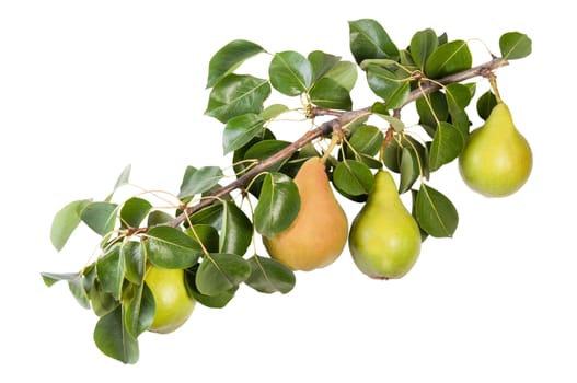 Juicy Pears On A Branch With Leaves Isolated On White Background