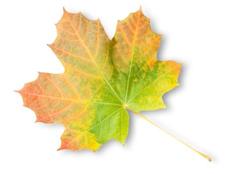 Multicolored Autumn Maple Leaf Isolated On White Background