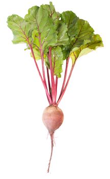 One Beet Root Isolated On White Background