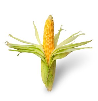 Partially peeled ear of corn isolated on white background