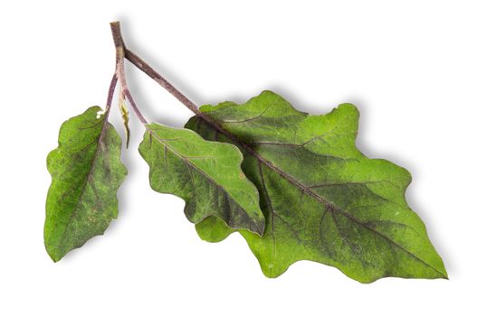 Several green leaves of eggplant isolated on white background