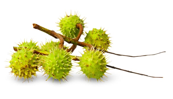 Several green chestnuts on branch isolated on white background