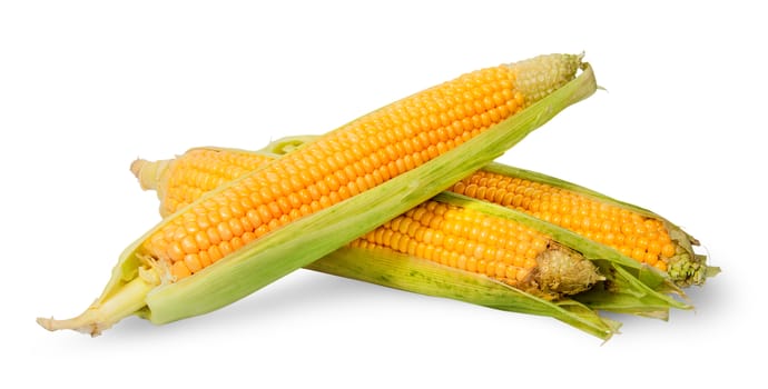 Several ripe cobs of corn partially peeled isolated on white background