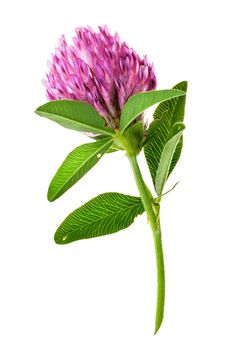 Single clover flower vertically isolated on white background