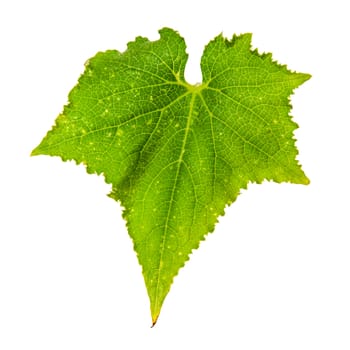 Single cucumber fresh green leaf isolated on white background