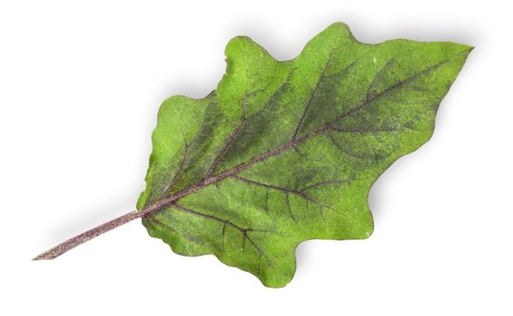 Single green leaf of eggplant isolated on white background