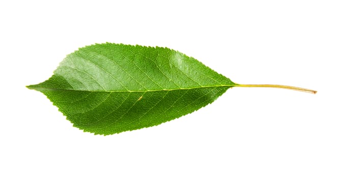 Single green leaf of cherry horizontally isolated on white background