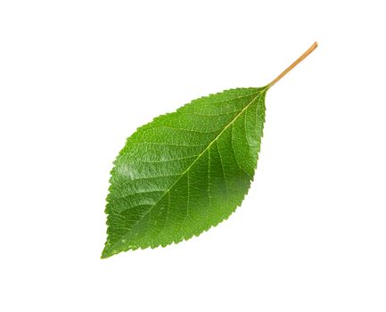 Single green leaf of cherry isolated on white background