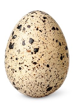 Single quail egg vertical isolated on white background