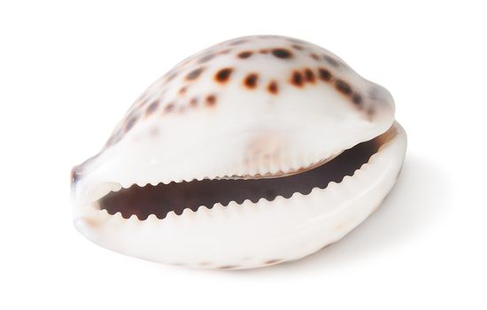 Tiger cowrie shell isolated in white background