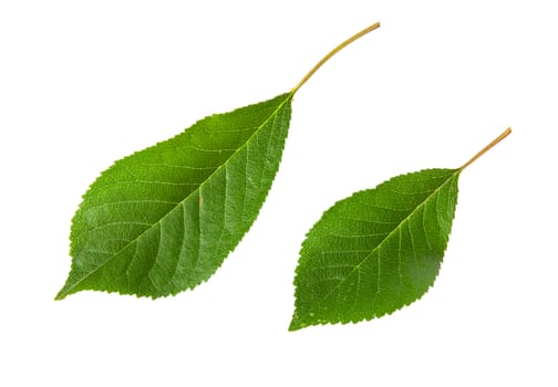 Two green leaves cherry isolated on white background