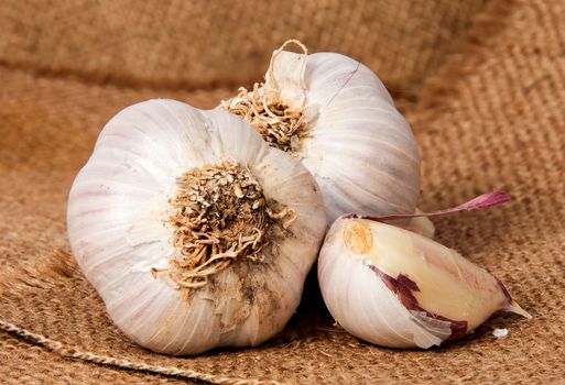 Closeup of two heads of garlic and garlic clove on sackcloth