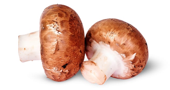 Two fresh brown mushroom beside rotated isolated on white background