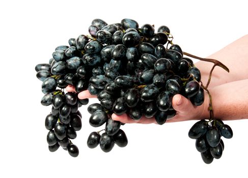 Two hands holding a bunch of dark grapes isolated on white background