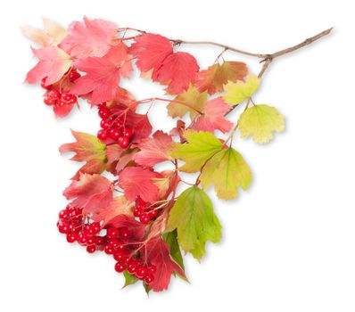 Viburnum On A Branch With Leaves Isolated On White Background