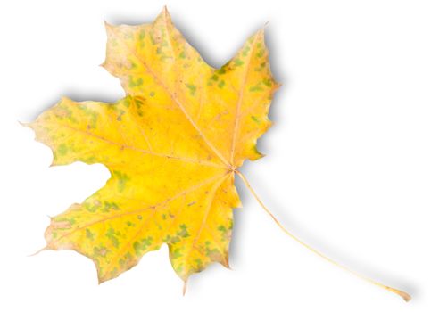 Yellow Autumn Maple Leaf With Green Spots Isolated On White Background