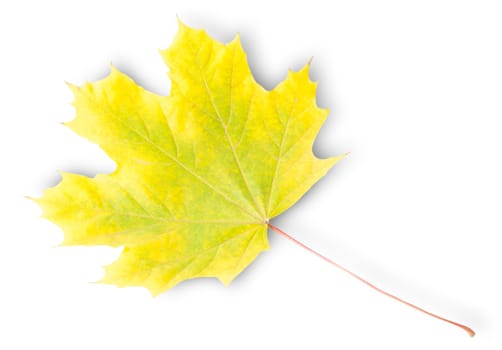 Yellow And Green Autumn Maple Leaf Isolated On White Background