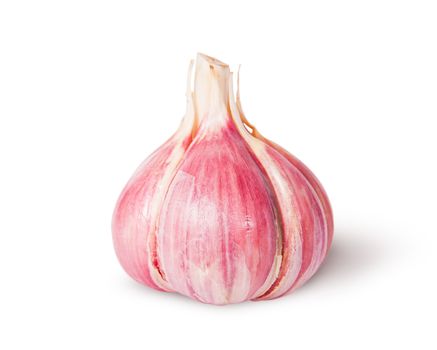 Young fresh whole head of garlic isolated on white background
