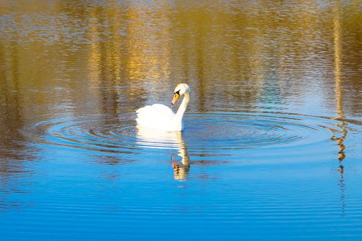 beautiful Swan swimming in a lake