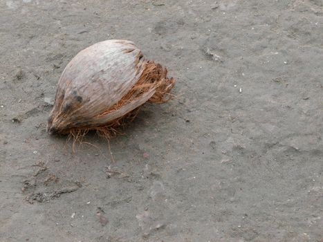 COLOR PHOTO OF DRY COCONUT ON THE GROUND