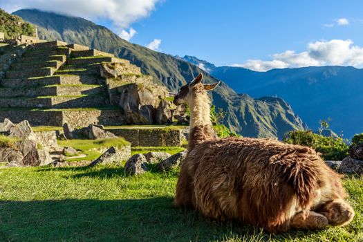 Lama sitting on the grass and looking at terrace of Machu Picchu