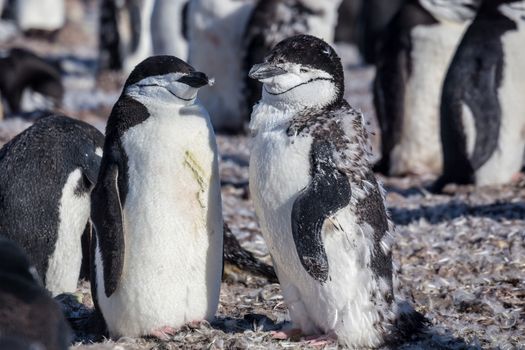 Chinstrap penguins, Half Moon island, Antarctica