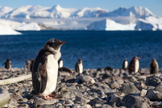 Cuverville Island Gentoo penguins, Antarctica