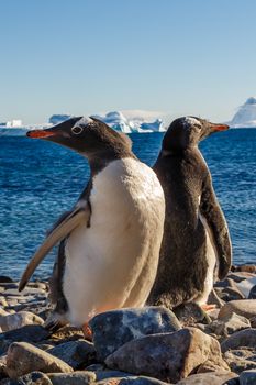Cuverville Island Gentoo penguins, Antarctica