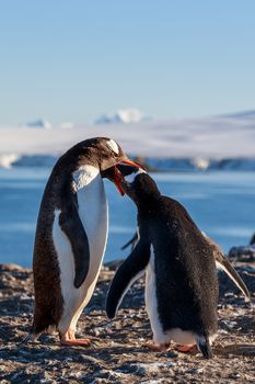 Gentoo penguin feeding chick, sea and mountains in background, South Shetland Islands, Antarctic