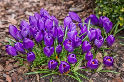 View of magic blooming spring flowers crocus growing in wildlife. Crocus growing from earth outside.